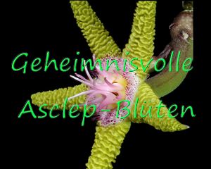  Geheimnisvolle Asclep-Blüten